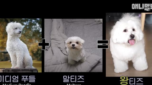 13kg 말티즈 본적있음?? 