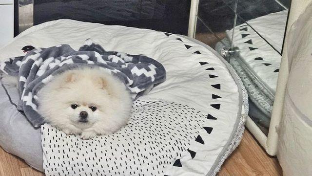 새벽에 ‘왈왈’…화재 알려 가족들 구한 반려견 '몽실이'