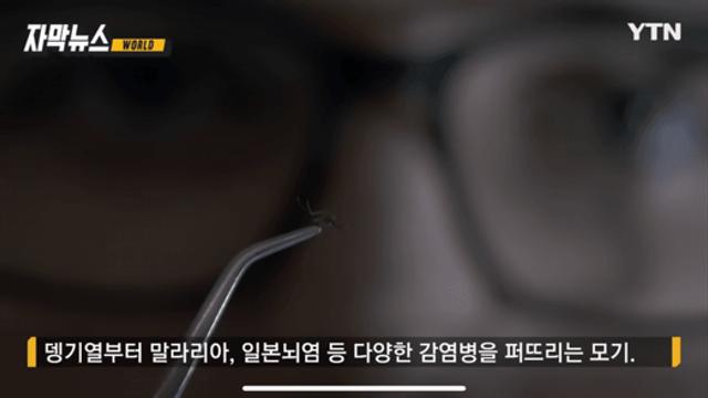 '모기 멸종'의 서막?...새로운 기술까지 총동원