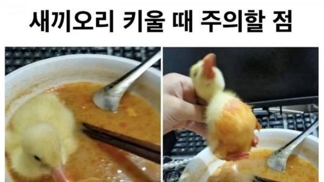 새끼오리 키울때 조심해야함