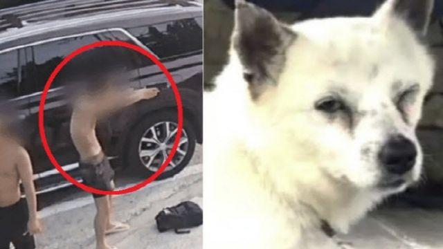 비비탄 맞은 반려견 안구 적출했는데…“경찰은 정보유출” 호소