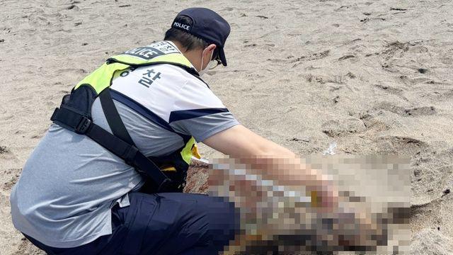 제주 해수욕장 백사장서 멸종위기종 푸른바다거북 사체 발견