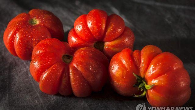 美의 17% 토마토 관세 발표에도…멕시코 