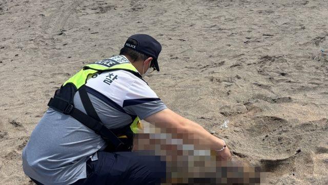 '멸종위기' 푸른바다거북이, 제주 해안서 사체로 발견