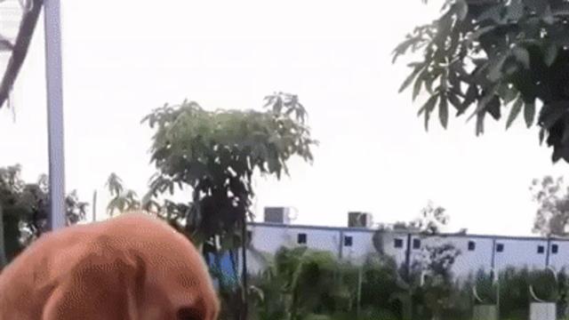 충심 넘치는 강아지.