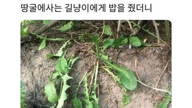 길냥이에게 밥을.