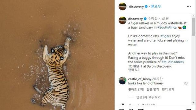 디스커버리가 올린 호랑이 사진