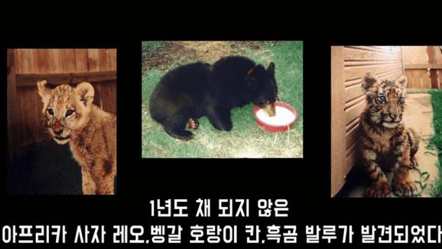 사자·곰·호랑이의 아주 특별한 우정