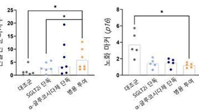 제2형 당뇨병 치료제 병용 췌장 베타세포 노화 억제 확인…항노화 치료법 가능성 제시