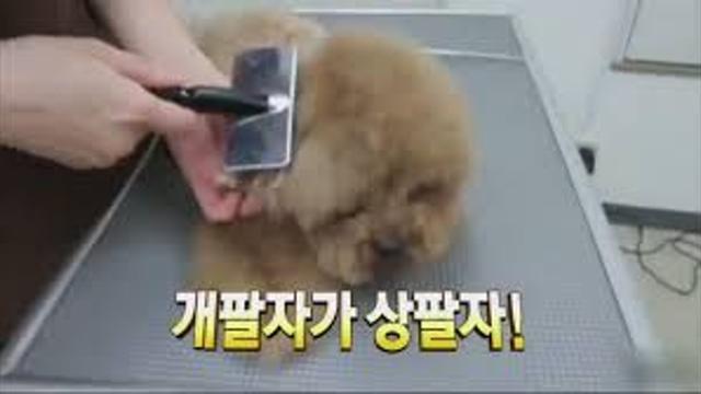과거와 현재의 개팔자.