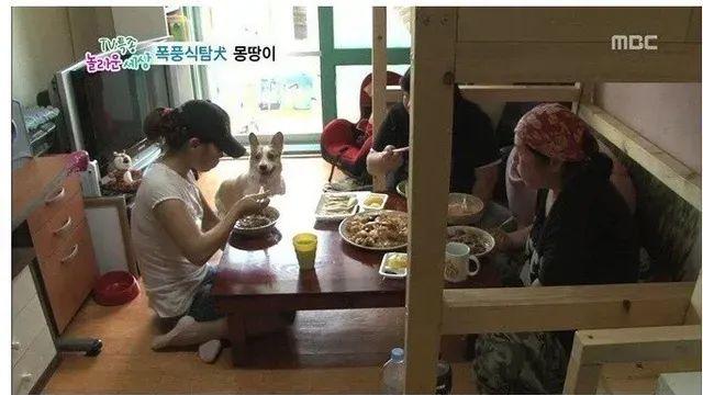 짜장면이 너무 좋은 코기