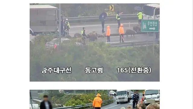 빗길에 4.5톤 화물차 넘어져 돼지 38마리 탈출