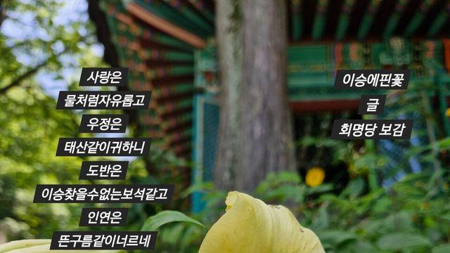 [보감과의 동행88]  이승에핀꽃