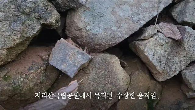 8년만에 발견된 한국에서 가장 작은 식육목 포유류