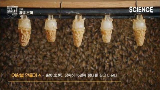 여왕벌이 되려면 해야하는것 ㄷㄷ