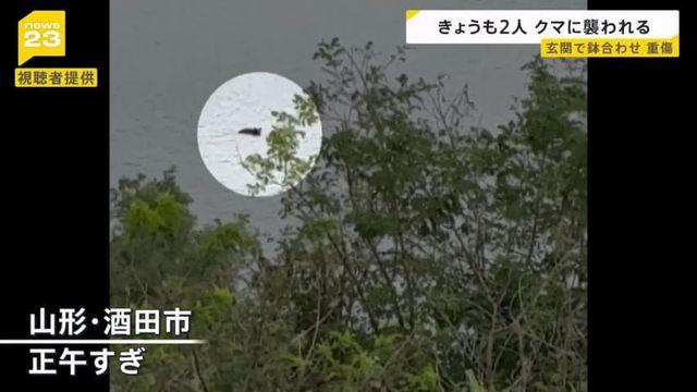 곰 출몰로 난리난 일본 근황
