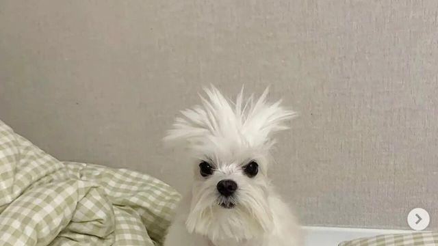 개추도사.dog