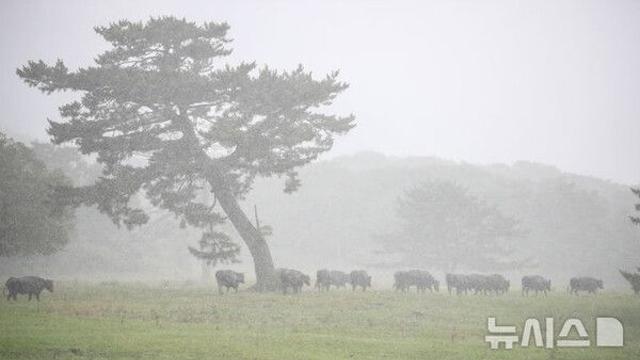 제주 산지·북부·서부 호우경보…