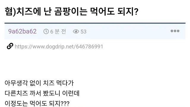 치즈에 난 곰팡이는 먹어두되지?