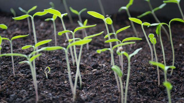 여름 식중독 주의보! 새싹 채소가 빌런이라고? 여름철 주의해야 하는 채소 5