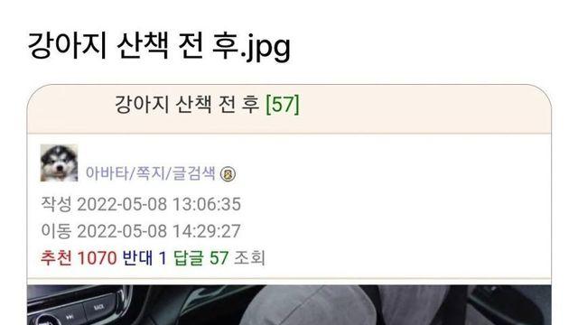 강아지 산책 전후