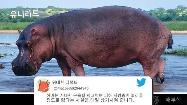 하마의 진실…,,