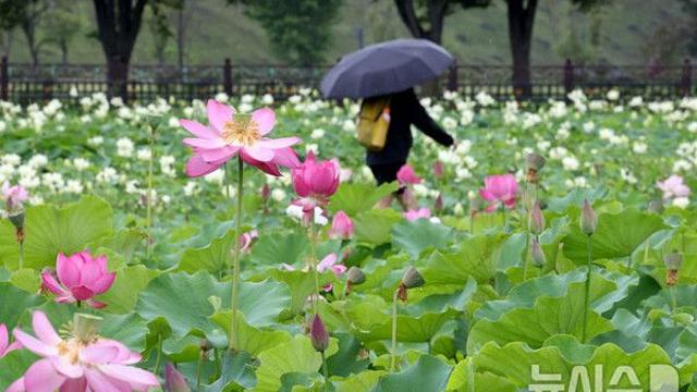 '습하고 덥다' 대구·경북 한낮 35도…경북북부내륙 최대 40㎜ 소나기