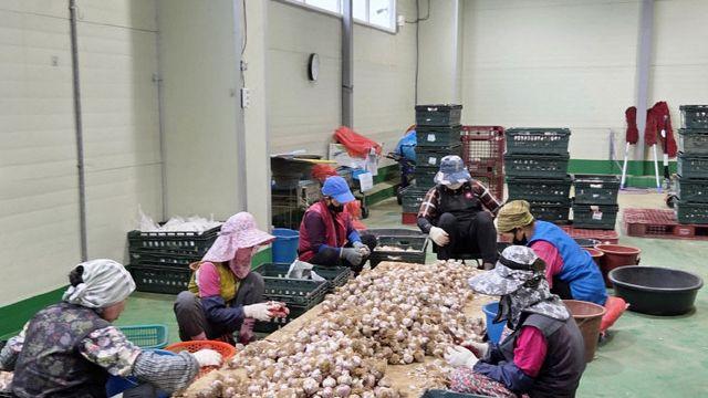 태안군 농협조합공동법인, 농산물 유통 판도 바꾼다!