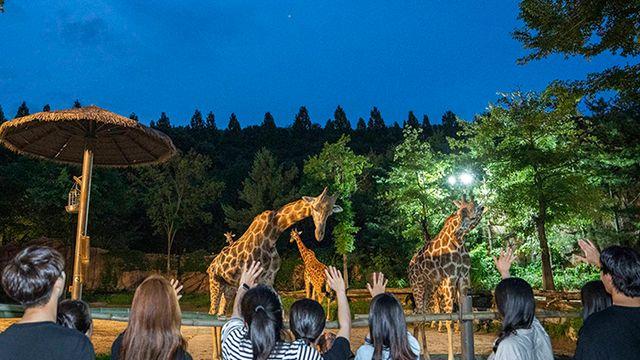 도심 빌딩 숲 벗어나 자연으로... 에버랜드, 여름방학 기간에 야간 사파리·반딧불이 체험 운영