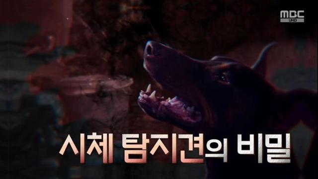 투입됐다 하면 백발백중… ‘천재 시신 탐지견’에 숨겨진 비밀 (‘서프라이즈’)