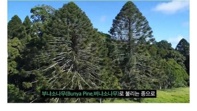 진짜로 사람을 죽인다는 호주 소나무