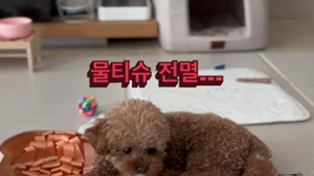 물티슈? 없어요. 그런 거 없다고요.
