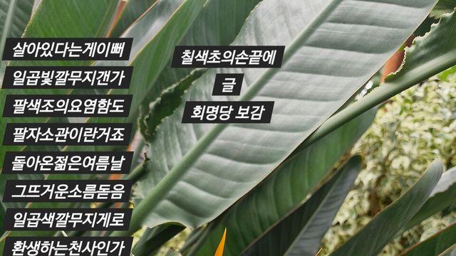 [보감과의 동행93]   칠색초의손끝에