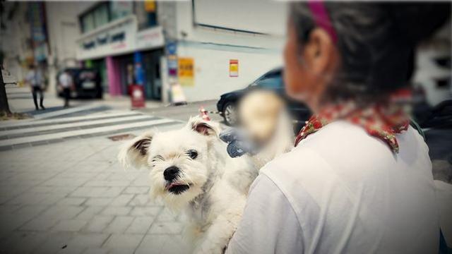 미라 상태인 '죽은 개' 안고 매일 8km 걷는 女…고행 같은 산책 속 사연 (비하인드)