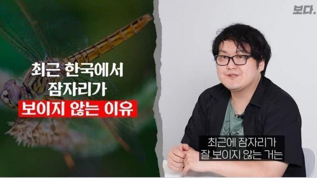 최근 한국에서 잠자리가 보이지 않는 이유 