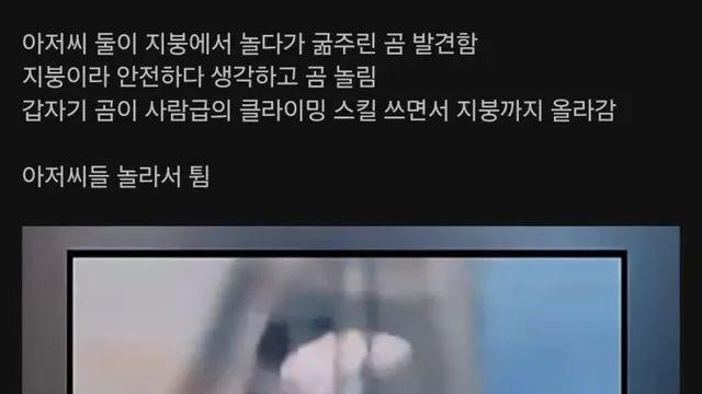 지붕 위에서 곰을 놀린 두 남자.mp4,,