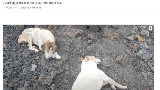 화산에 올라간 강아지들의 최후,,