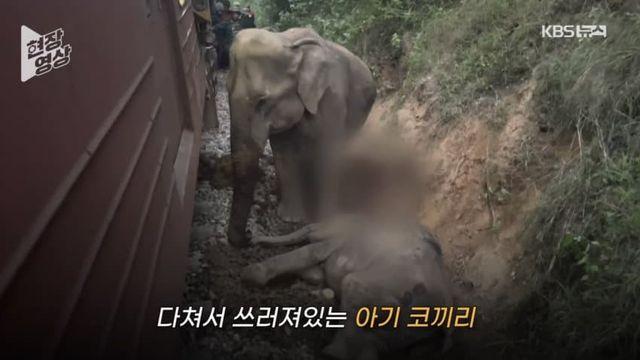 깜짝 .. 의외의 코끼리 킬러 ㄹㅇ ..jpg