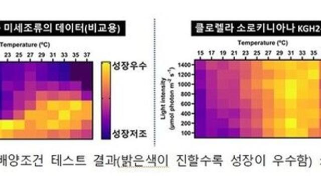 ‘고농도 이산화탄소’ 극한 환경서도 잘 자라는 미세조류 개발