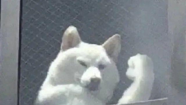 기운 내라 인간,,