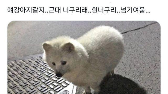 할아버지가 산에서 주워온 개.jpg