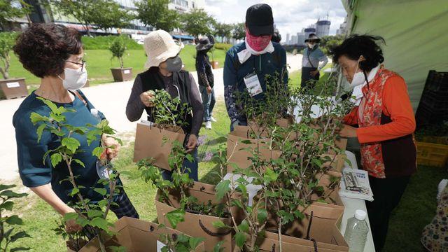 한국엔 흔해도 너무 흔한 이 나무... 효능 듣고서 화들짝 놀랐습니다