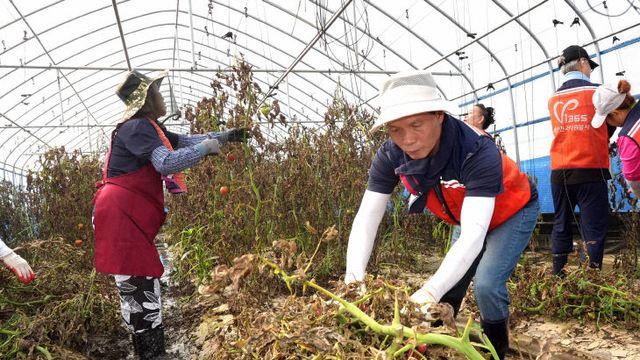 조병옥 군수, 문암리 수해 현장 찾아 복구작업 동참
