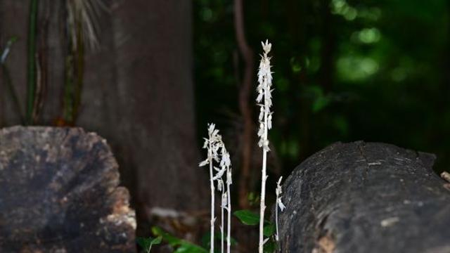 산림청, 한라산 자락에서 미기록 난초과 식물 최초 발견