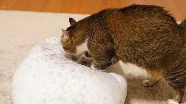 물범 베개를 본 냥이 찐 반응