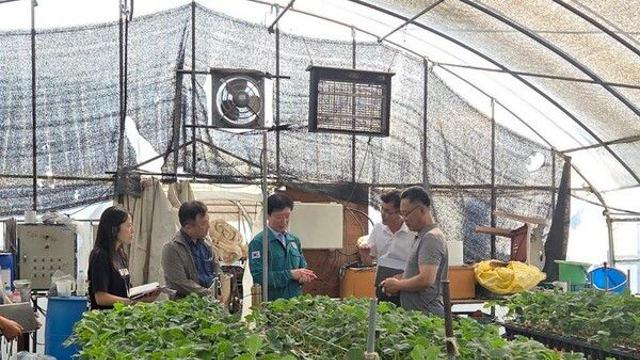 농진청, '폭우 피해' 논산 딸기 육묘농가 안전 점검·기술 지원
