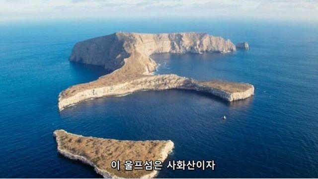 새로 발견된 흡혈새