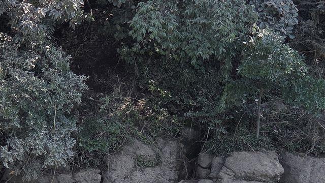 극한호우 피해 산청서 유실된 소, 진주까지 떠내려왔다 구조