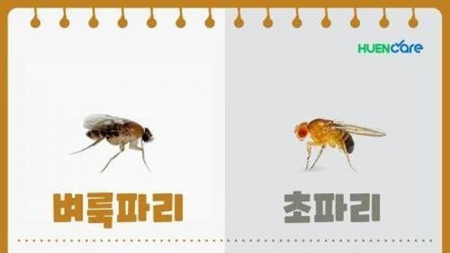 요즘 진짜 개빡치게 한다는 벌레