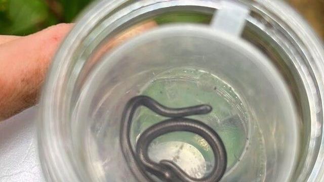 라면 면발 수준…세계서 가장 작은 뱀, 20년 만에 발견